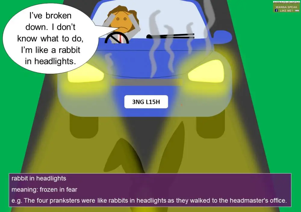 Rabbit idioms and expressions Mingleish