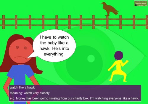 hawk idioms - watch like a hawk