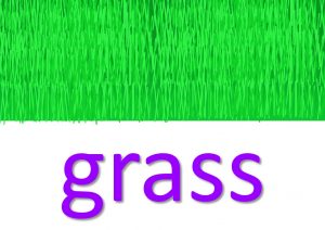grass idioms and phrases