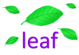 leaf sayings and phrases