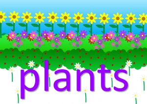 plant expressions and sayings