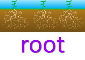 root expressions and phrases