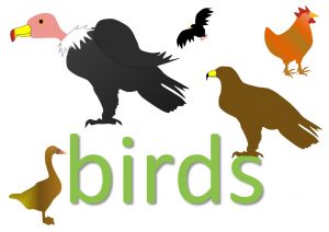 animal idioms - birds