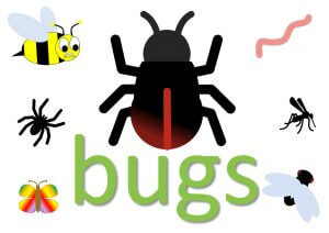 animal idioms - bug and insects idioms and expressions in English