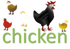 chicken idioms and expressions