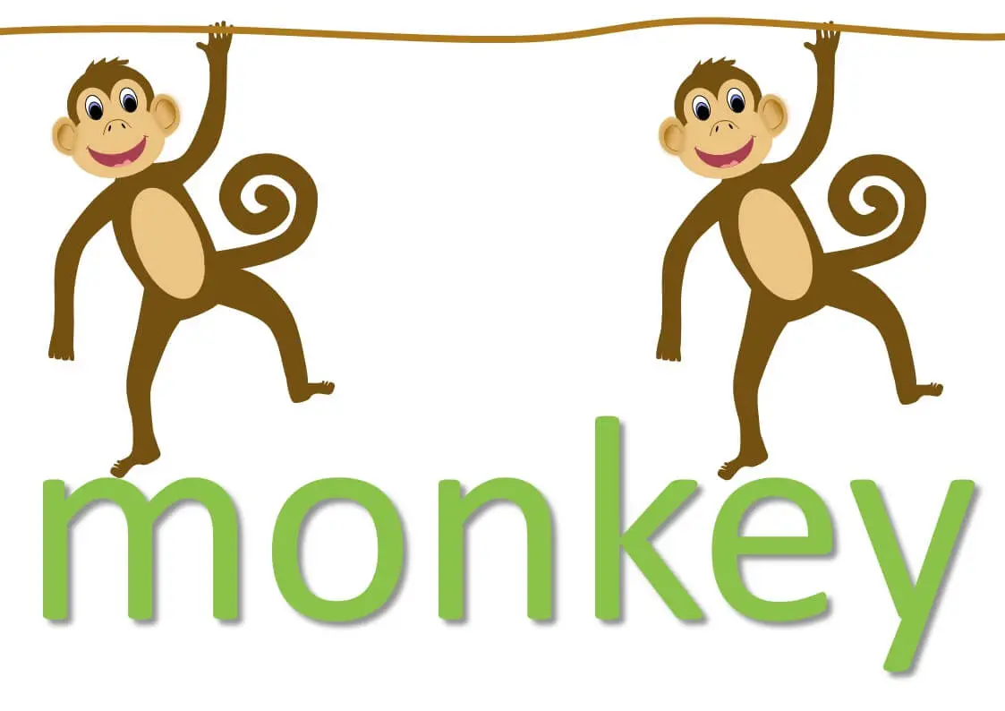 animal idioms - monkey expressions and phrases