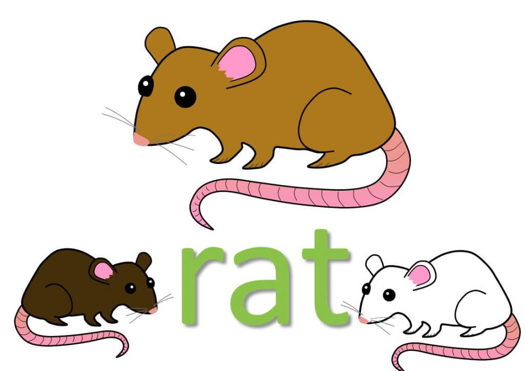 Rat idioms and expressions Mingleish