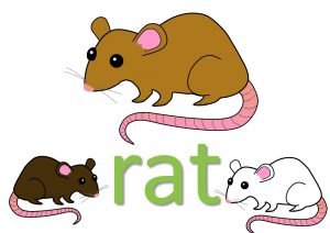 animal idioms - rat expressions and sayings