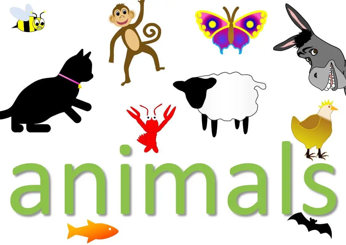 animal expressions