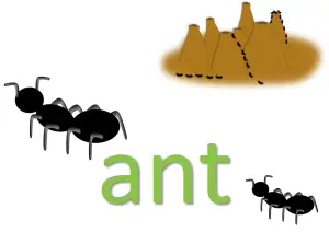 ant idioms