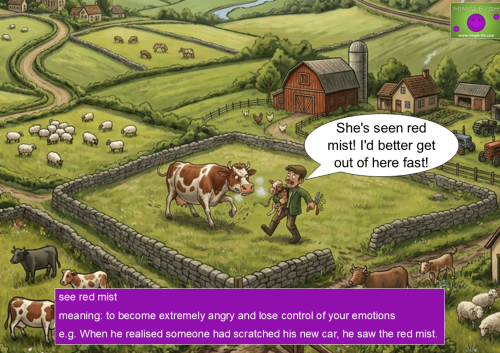 Angry cow charging towards a farmer tagging her calf, illustrating see the red mist